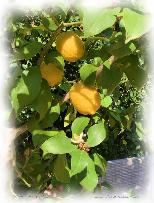 Lemon Tree at Menton